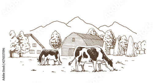 Dairy farm. Cows graze in the meadow. Rural landscape, village vintage sketch.