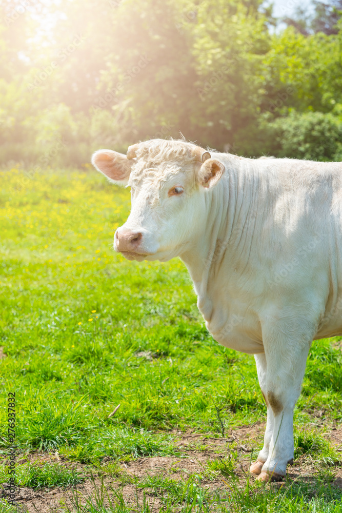 Fototapeta premium White Cow at the Green Meadow