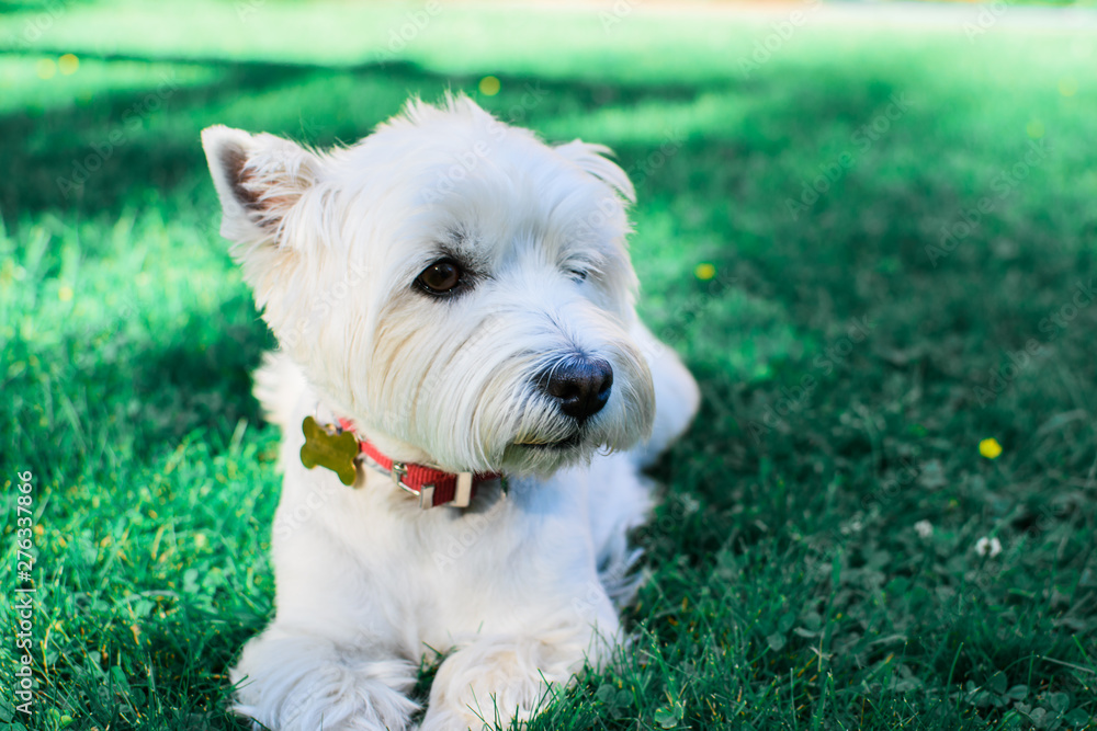 White dog lying on the grass. White dog lying on the grass.