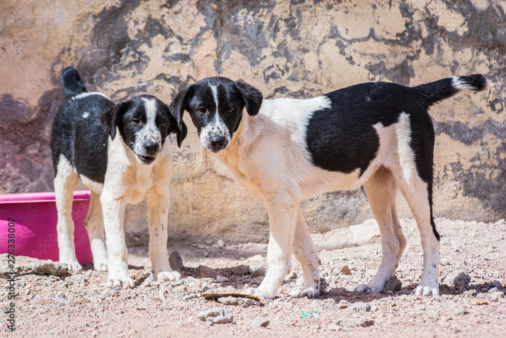 Dogs protected against killing and poisoning in dog shelter in Aqaba, Jordan Dogs protected against killing and poisoning in dog shelter in Aqaba, Jordan
