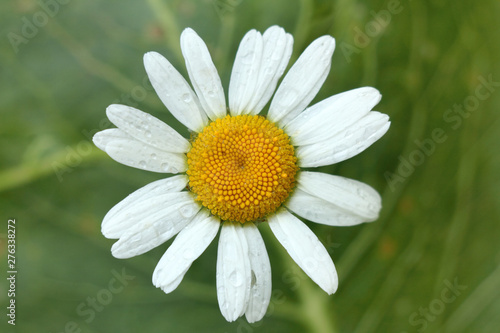 Chamomile with wet petals on a background of green leaves. Top view. wet flower after the rain