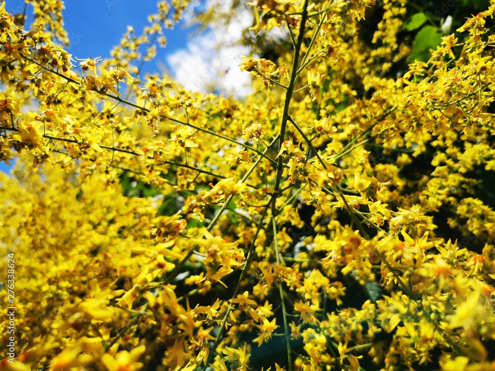yellow tree flowers blossoms in the summer yellow tree flowers blossoms in the summer