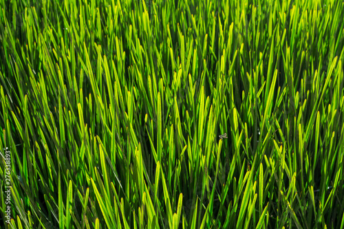 Natural texture of grass and green plants. Horizontal.