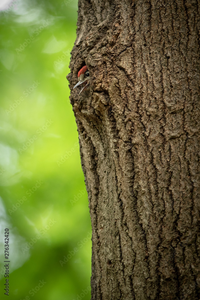 Obraz premium Great spotted woodpecker's young chick looking out from the nest in a tree trunk in spring forest