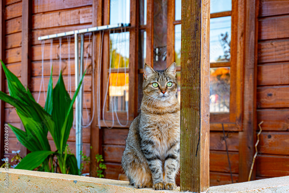 Obraz premium serious cat