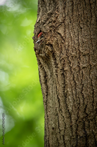 Great spotted woodpecker's young chick looking out from the nest in a tree trunk in spring forest