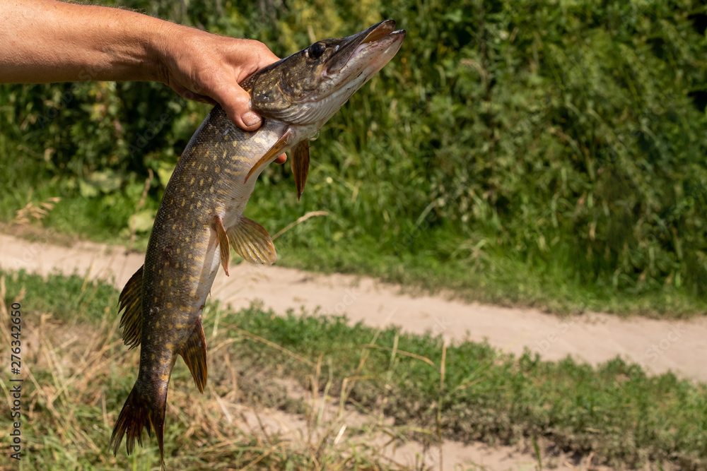 Obraz premium close-up of freshly caught pike on a hook in his hand of the fisherman on the river background