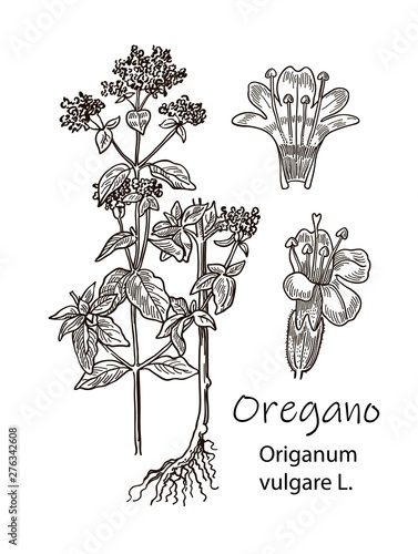 Ink oregano herbal detalied illustration. Hand drawn botanical sketch style. Good for using in packaging - tea, condinent, oil etc - and other applications photo