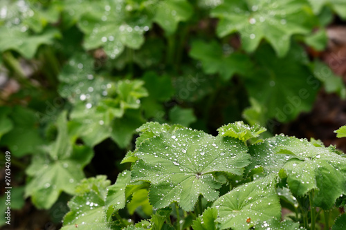 Drops of morning dew on green leaves of mantle.