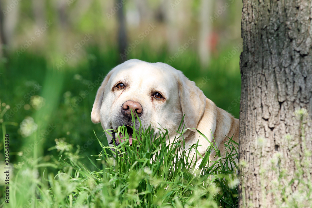 sweet yellow labrador in the park sweet yellow labrador in the park