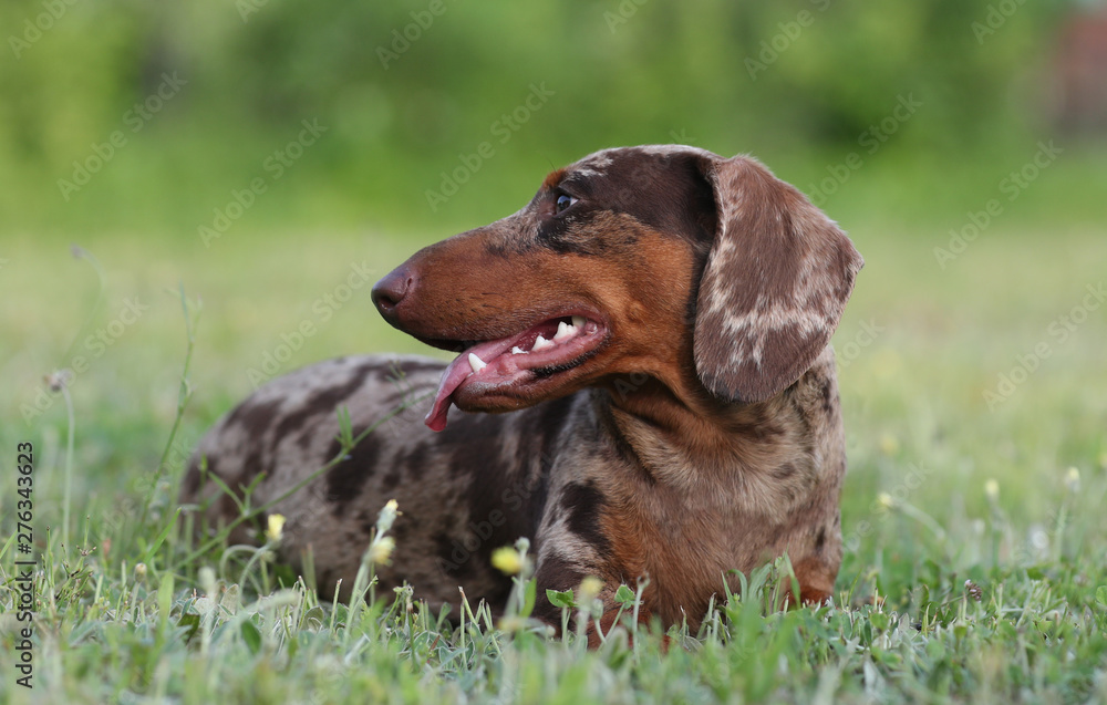 dog dachshund lying on the grass