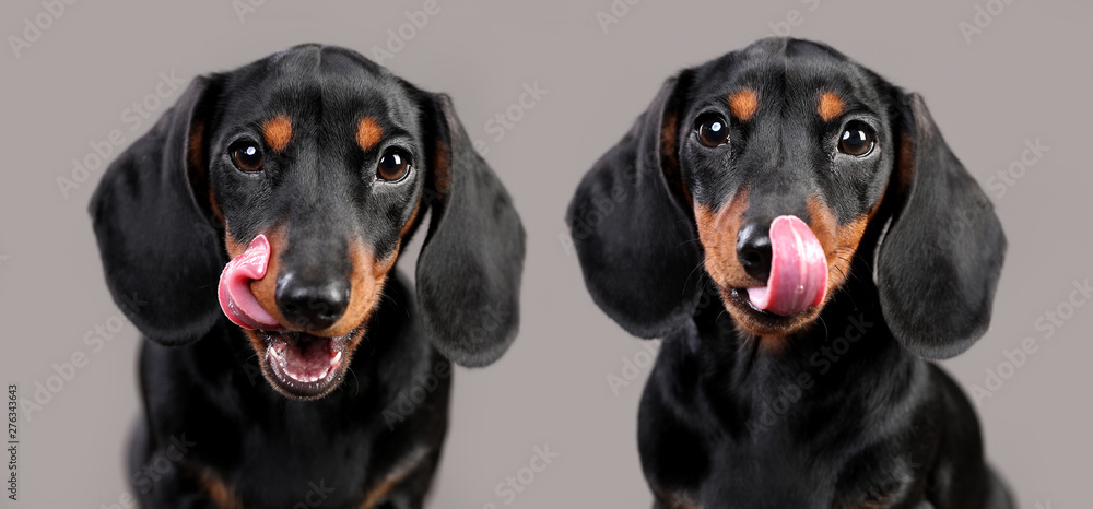 Fototapeta Portret cute jamnik pies koloru czarnego przed ciemnym tle. Pies o podejrzanym spojrzeniu.