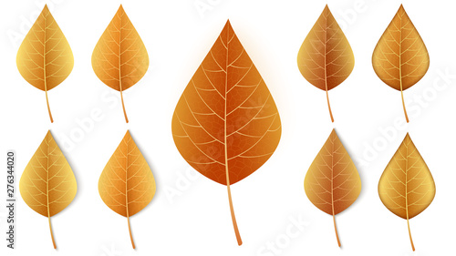 Autumn leaf set, isolated on white background, for autumn design and decoration. Realistic autumn leaves. Vector illustration.