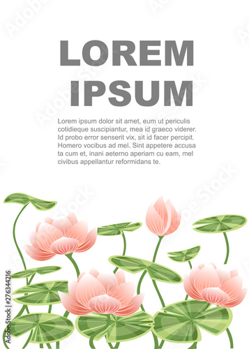 Water lily lotus pink flower with green leaves flat vector illustration on white background vertical banner design