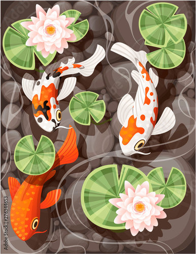 Koi carp swimming in a pond with lily lotus with green leaves on transparent water and stone bottom flat vector illustration