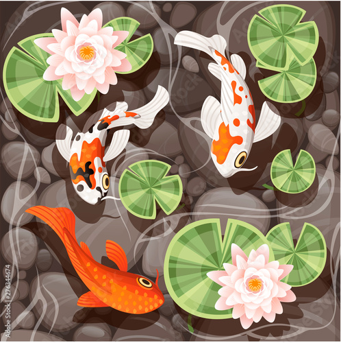 Koi carp swimming in a pond with lily lotus with green leaves on transparent water and stone bottom flat vector illustration