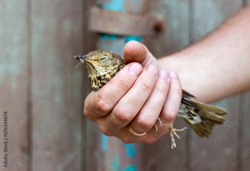  bird in human hand close up