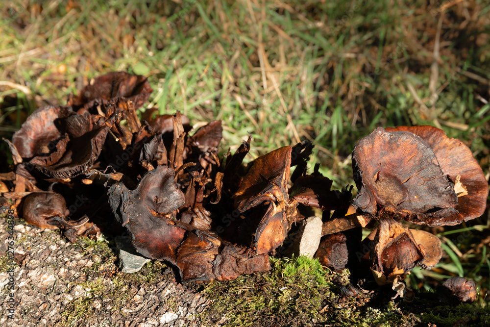 A row of dead, decaying woody-looking mushrooms in the woods A row of dead, decaying woody-looking mushrooms in the woods