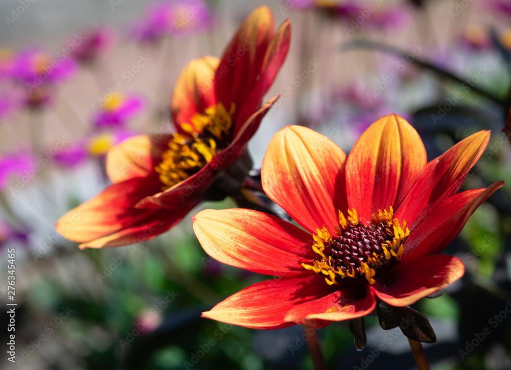 Beautiful red and yellow flower flower Beautiful red and yellow flower flower