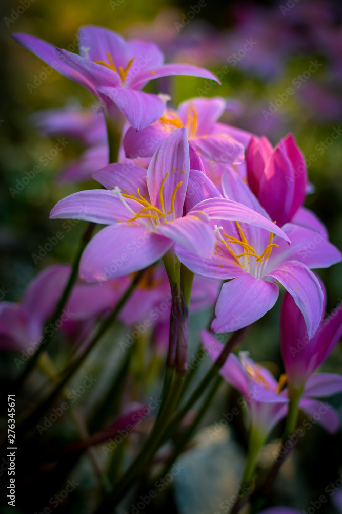 colchicum autumnale flowers colchicum autumnale flowers