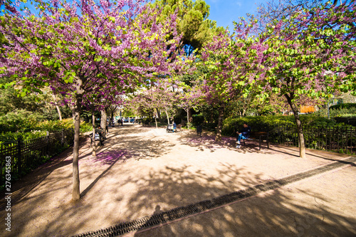 Barcelona  Spain - April  2019  Blooming cherry tree with pink flowers at lake with sandy bottom near Sagrada Familia cathedral  Barcelona  Spain