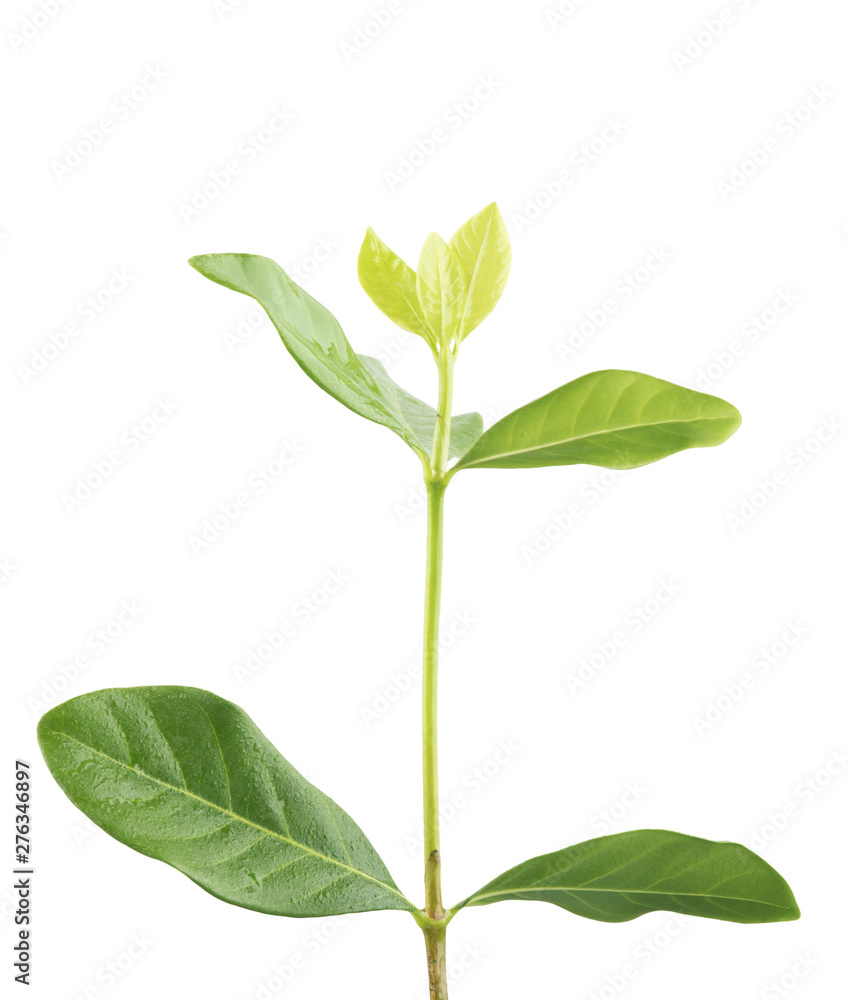 Sapling leaves on white background. Sapling leaves on white background.