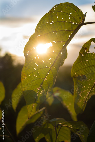 raindrops on a leaf
