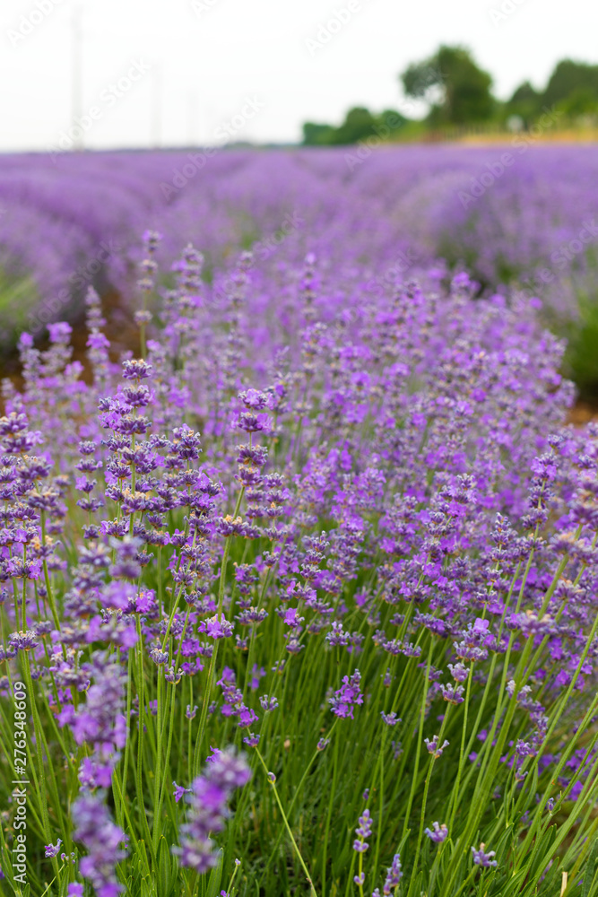 Naklejka premium Lavender field on summer