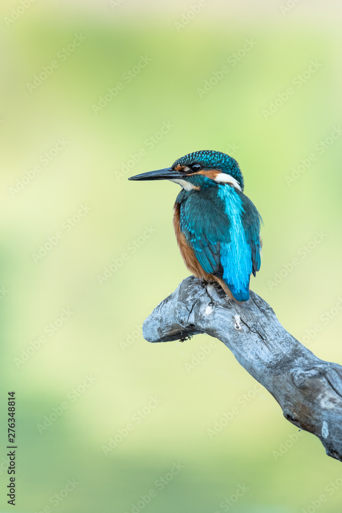 Obraz premium Beautiful nature scene with Common kingfisher (Alcedo atthis). Wildlife shot of Common kingfisher (Alcedo atthis) on the branch. Common kingfisher (Alcedo atthis) in the nature habitat.