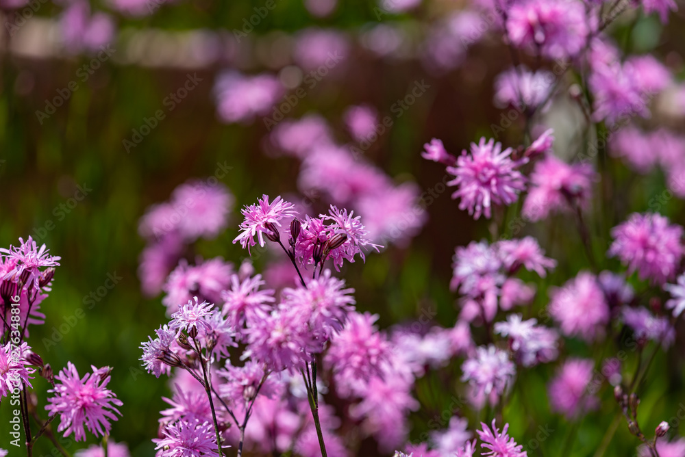 Pink flower of Lychnis flos-cuculi, jenny