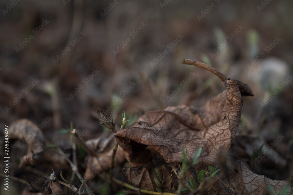 Brown dry leaf Brown dry leaf