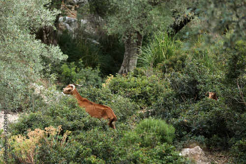 Wild lebende Ziege auf Mallorca photo