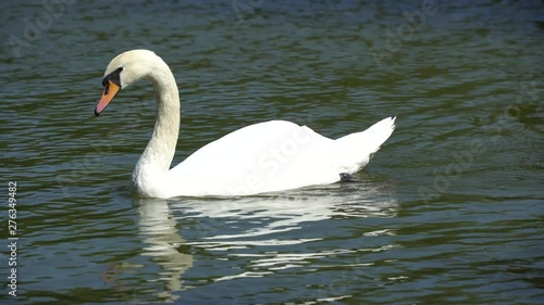 Swan swimming on the lake. Beautiful white whooping swans swimming in the pond