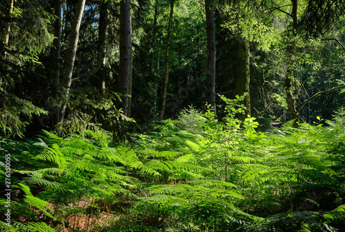 Beautiful green ferns in the sunlight in the forest near Bad Orb  Hessen  in the Spessart forest