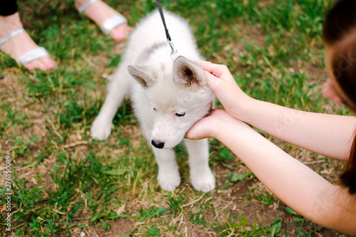 Little white puppy Husky 2 months old on the grass in park. Summer dog walking. Female stranger stroking a pet
