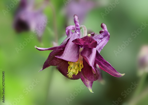 Tableau sur Toile Akelei, Aquilegia: violette Blüte der Zierpflanze vor unscharfem grünem Hintergr