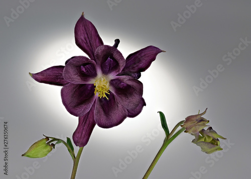 violette Blüte der Akelei, Aquilegia, als Studioaufnahme mit Lichtspot photo