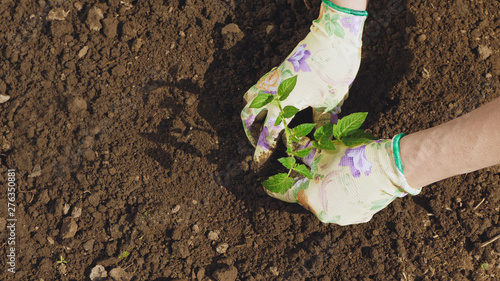 Farmer hands planting to soil tomato seedling
