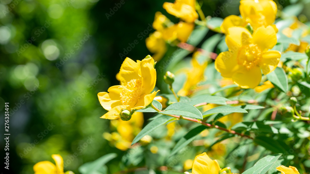 Flowers Flowers