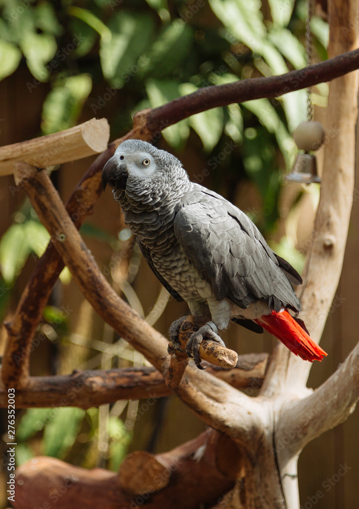 Obraz premium African Gray Parrot