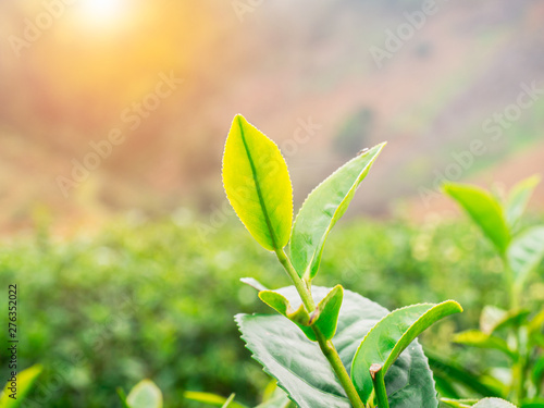 Green tea bud and leaves with orange flare in the background