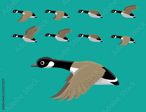 Canada Geese Flying Animation Sequence Cartoon Vector