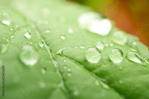 drops of water on the leaves. green nature background