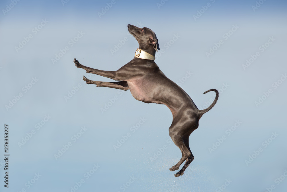 Do Greyhounds Jump