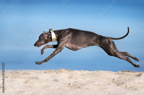 Italian greyhound run