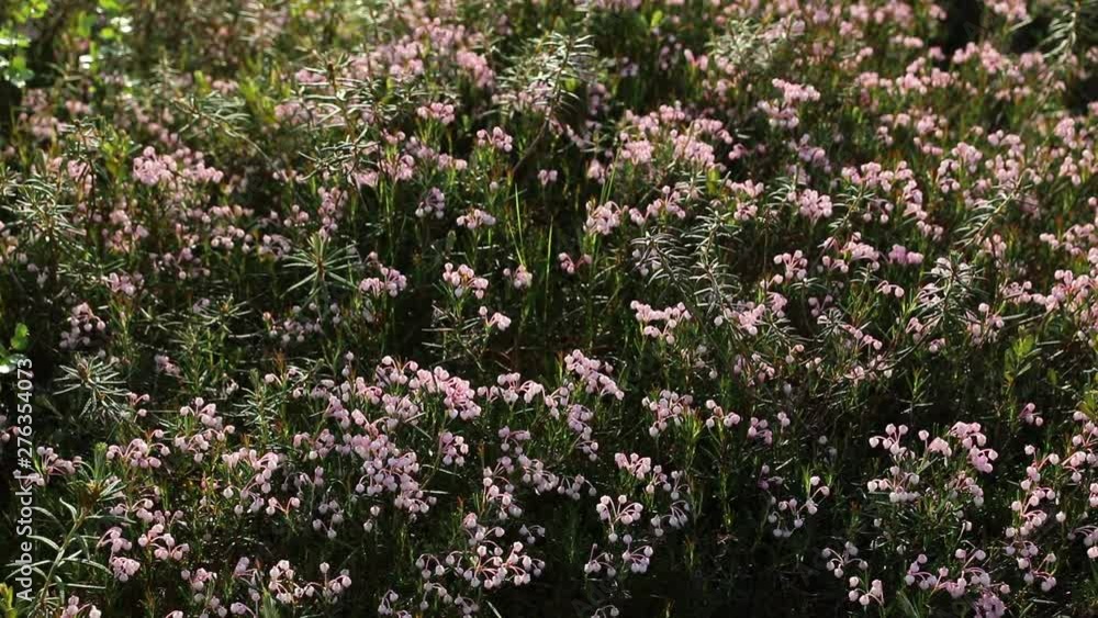 Andromeda polifolia. Blooming of bog rosemary in the North of Western Siberia Andromeda polifolia. Blooming of bog rosemary in the North of Western Siberia