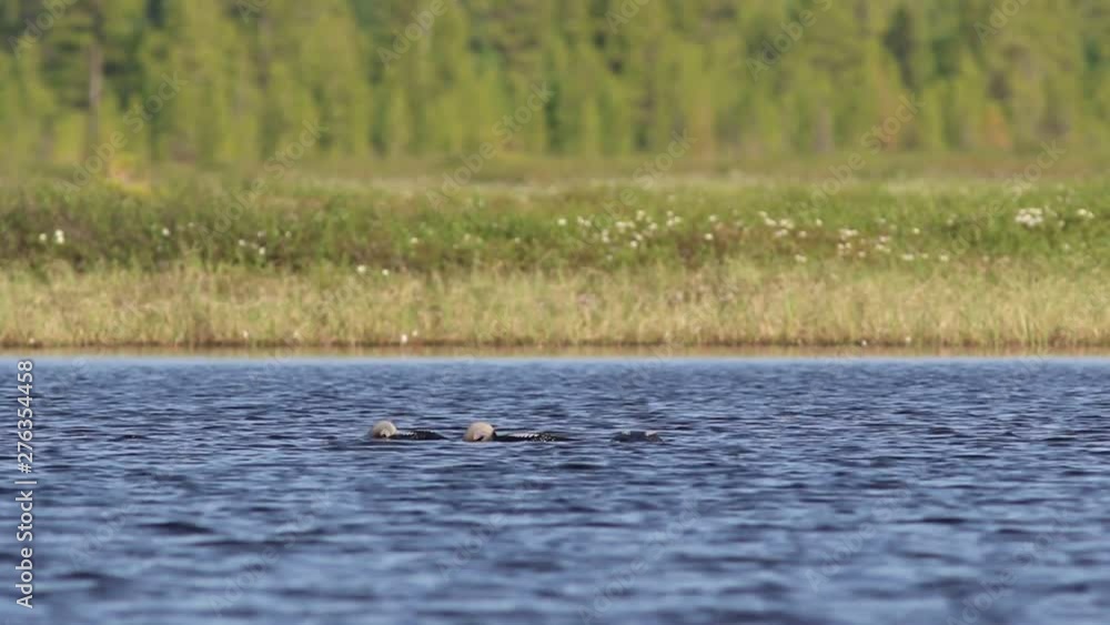 Gavia arctica. Three birds Arctic Loon in summer on the Yamal Peninsula Gavia arctica. Three birds Arctic Loon in summer on the Yamal Peninsula