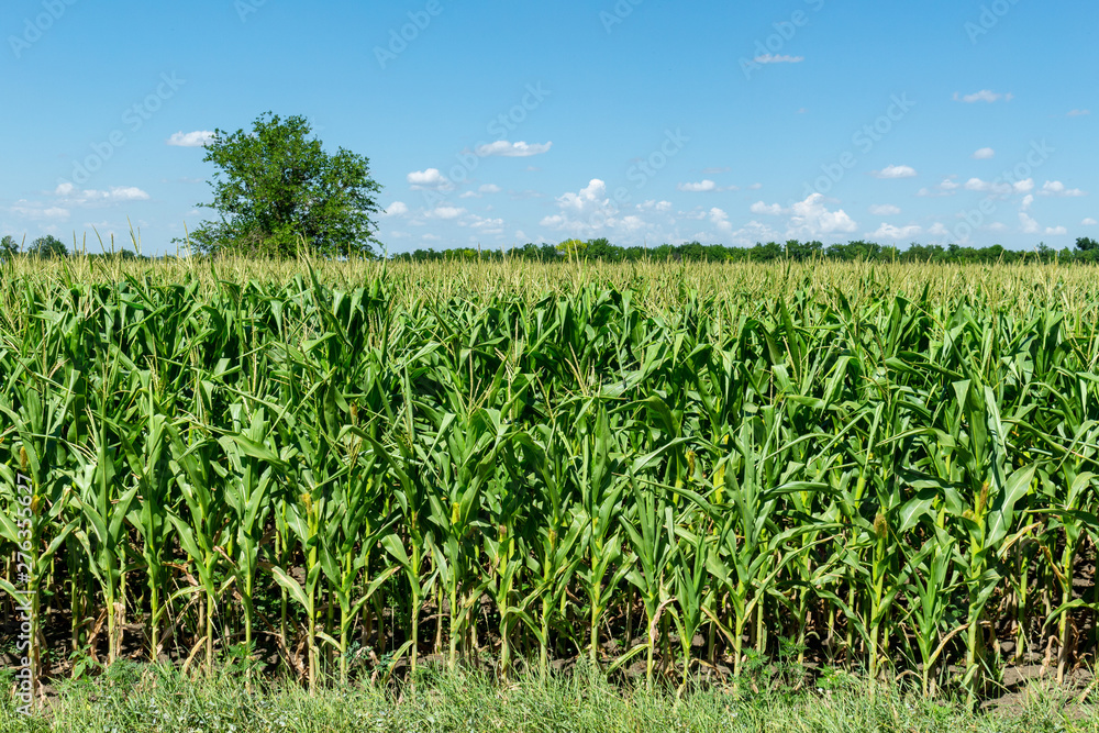 young fresh corn field growing, agriculture farming rural economy agronomy concept