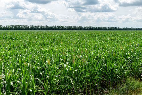 young fresh corn field growing, agriculture farming rural economy agronomy concept