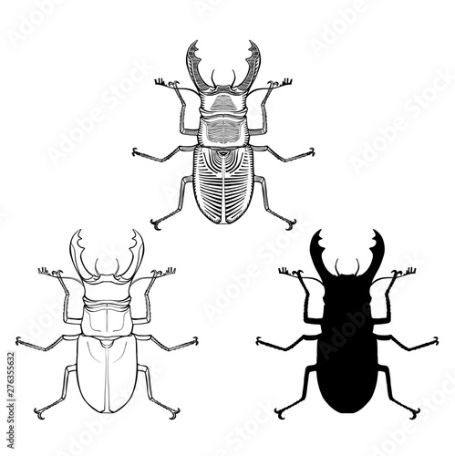 Stag-beetles graphic illustration set